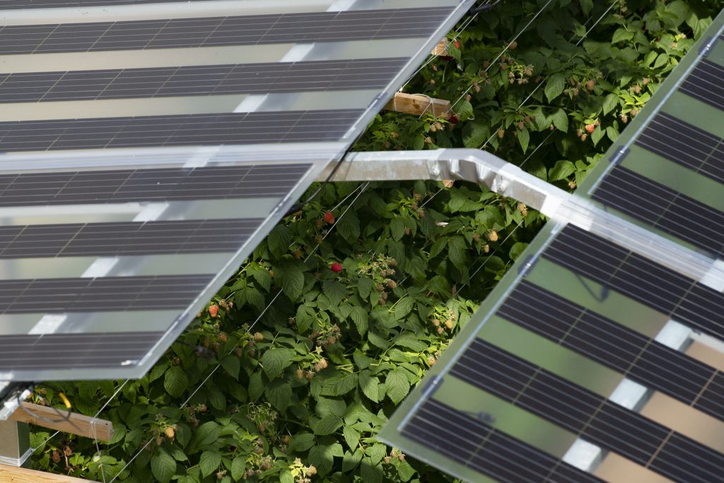 Raspberry crops under transparent agrisolar solar panels.