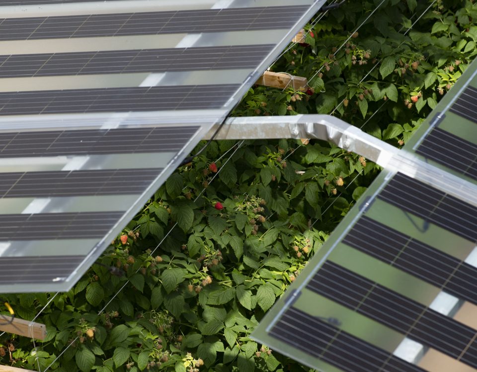 Raspberry crops under transparent agrisolar solar panels.