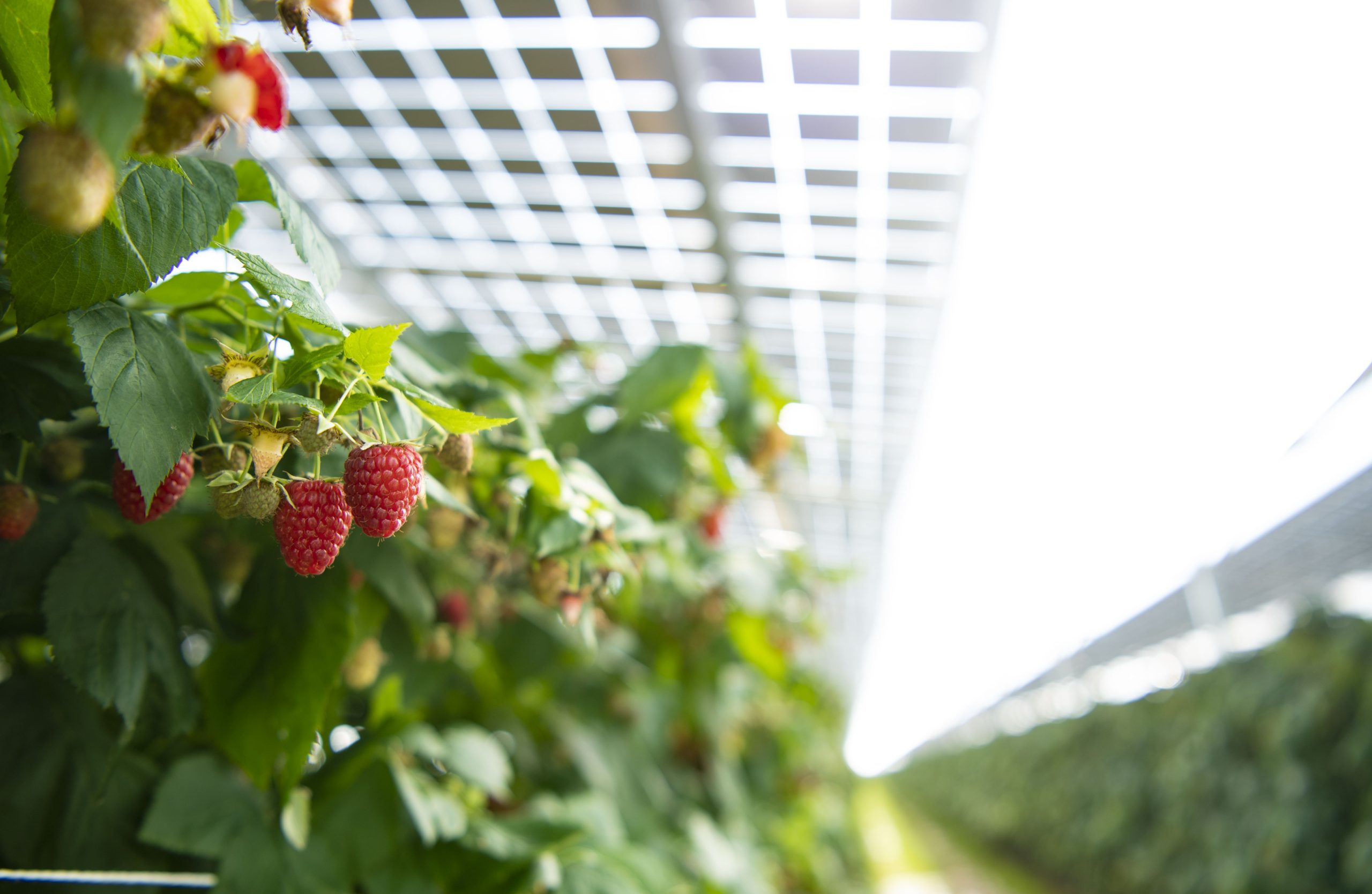 Baywa solar agrisolar raspberries