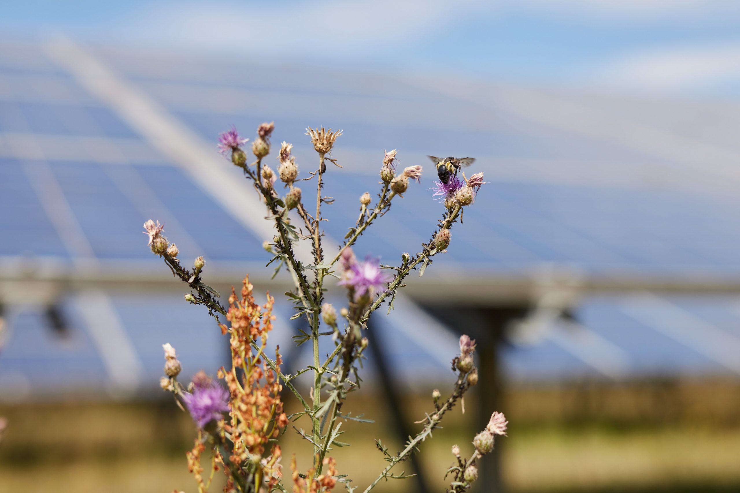 Solar panels with wildflowers and bees.