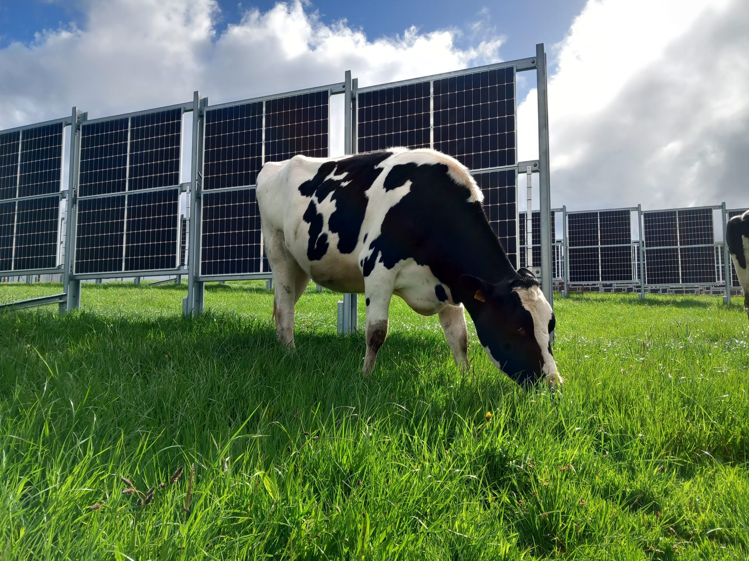 solar farm cow agrisolar