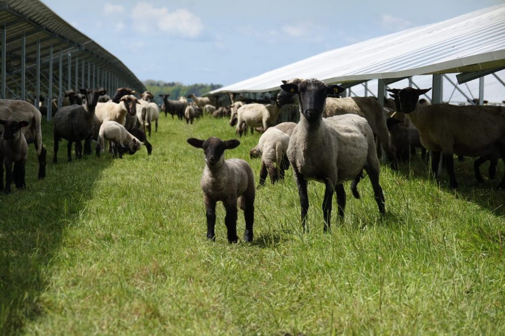 solar farm sheep