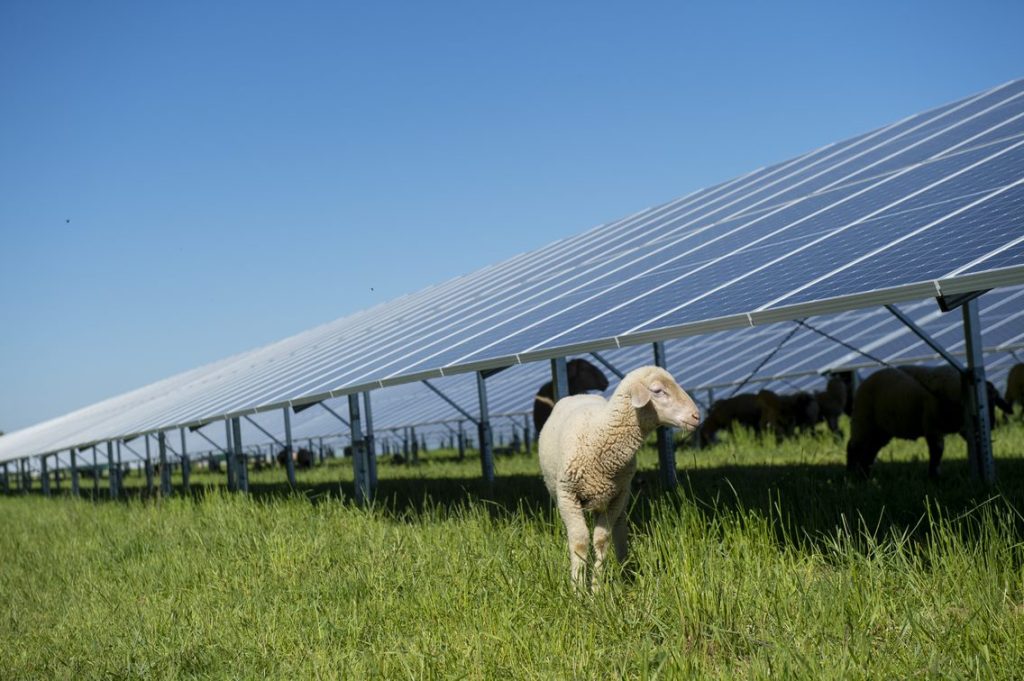 Sheep in a field with solar panels.
