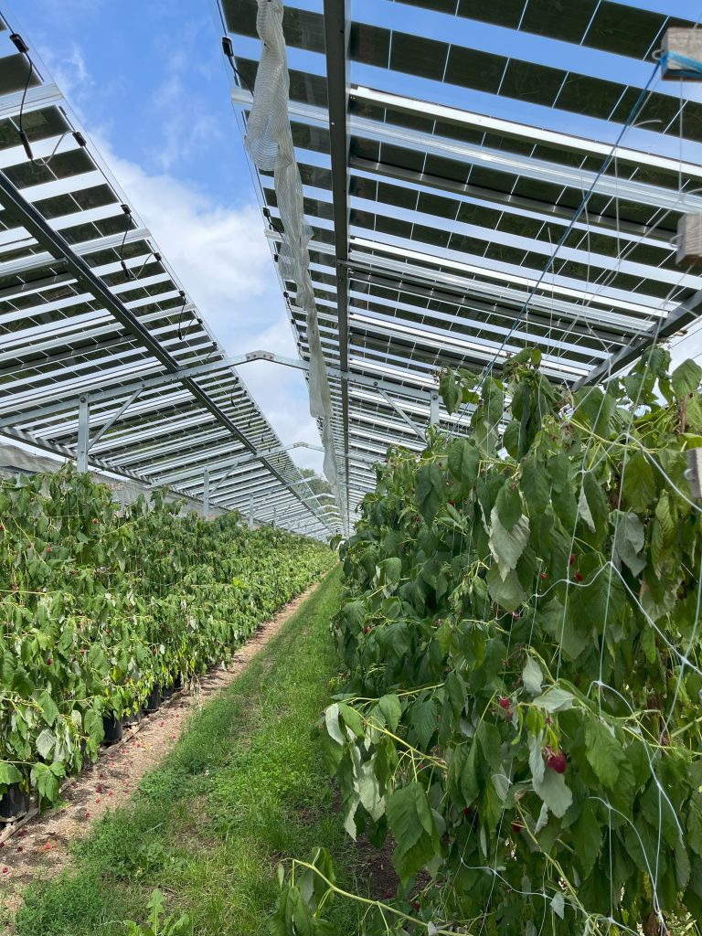 Agrisolar solar raspberries