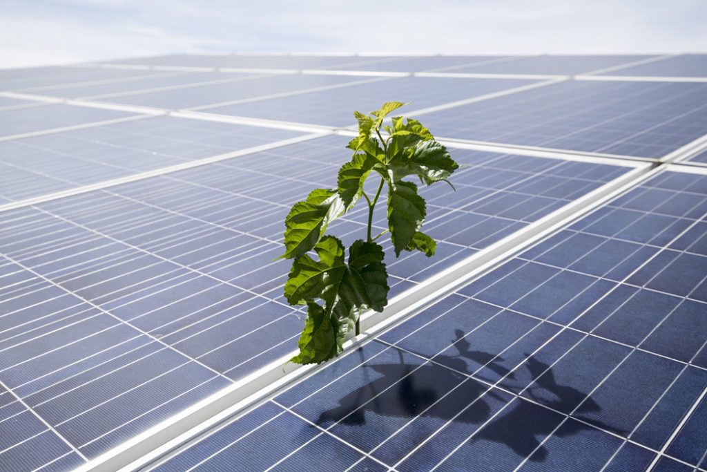 Plant emerging from between solar panels.