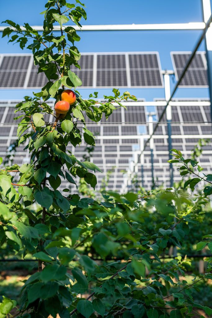 EU Farming Strategy recognises the role of solar for first time