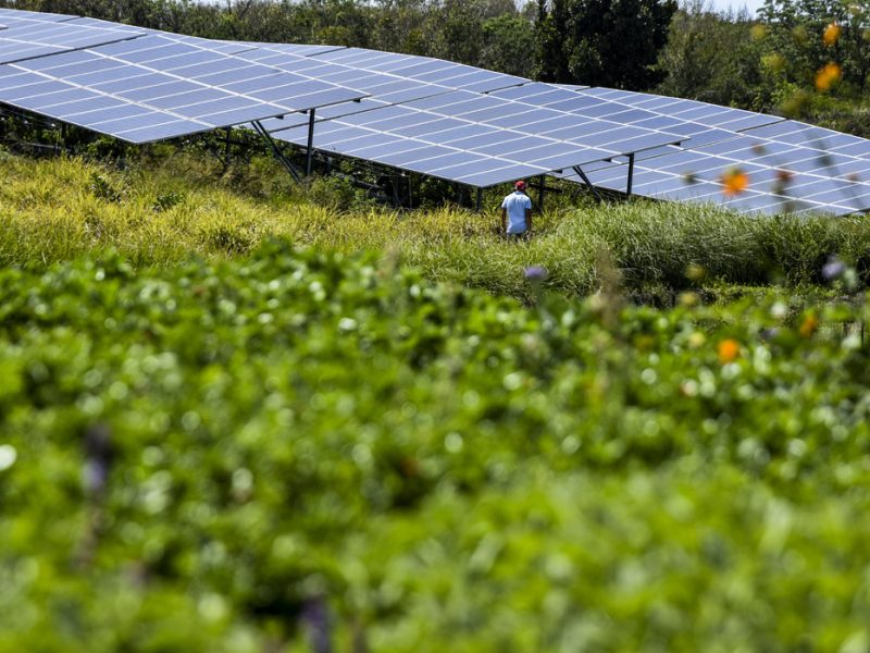 Agrisolar solar panels over crops with farmer passing by.