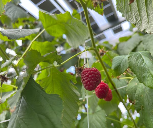 Agrisolar solar raspberries The Netherlands