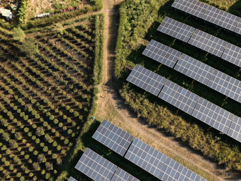 Solar panels on a farm with agricultural activity.