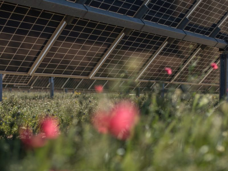 Close up of solar panels in a field with flowers.