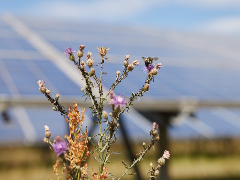 Solar panels with wildflowers and bees.