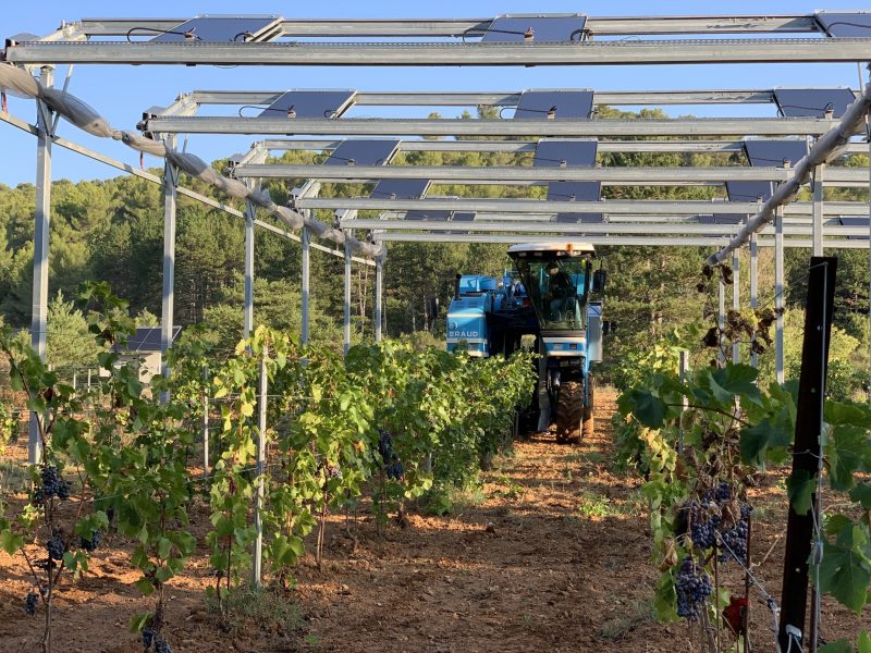 vineyard solar farming agrisolar