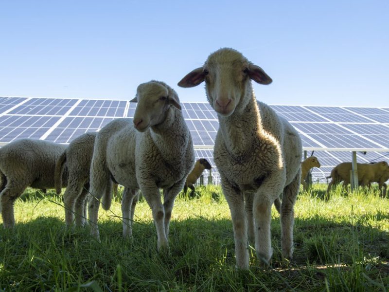 Sheep on a solar farm looking to the camera from under the solar panels.