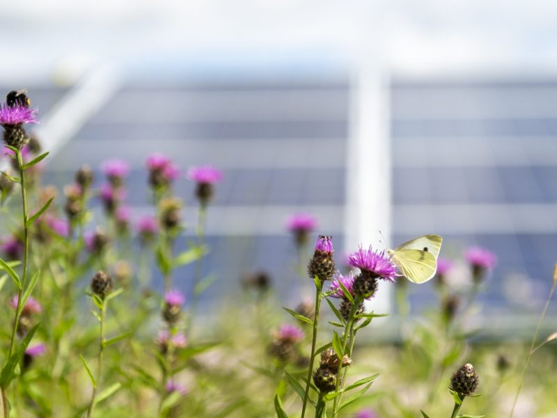 solar sustainability biodiversity