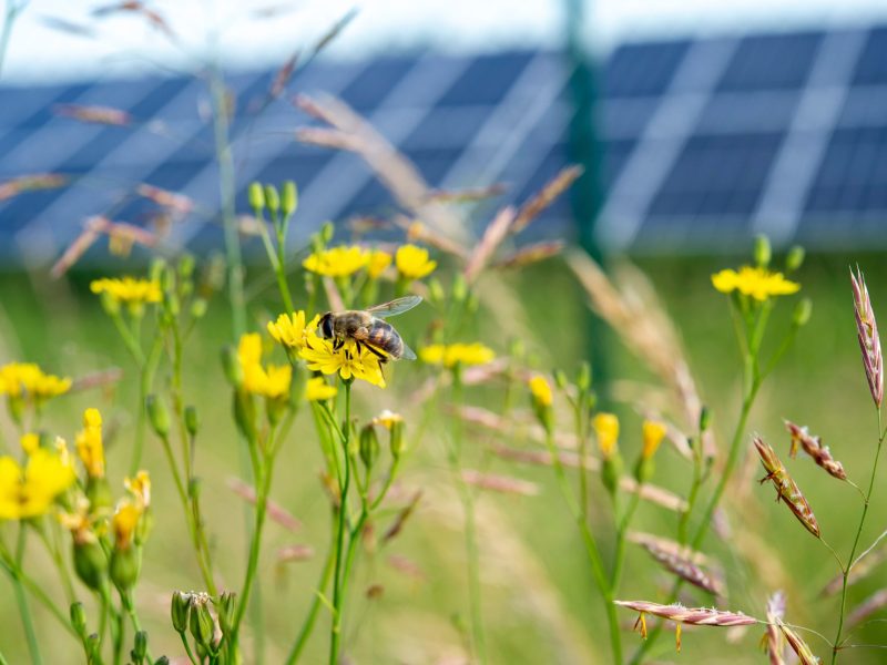 Bee on a flower with solar panels in the background.