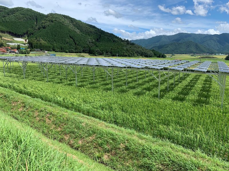 Solar panels over crops in Japan.