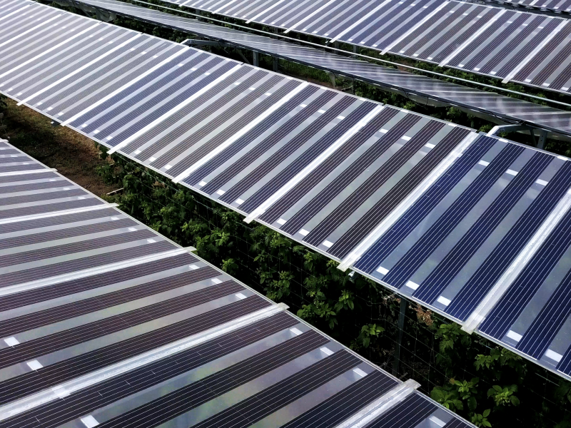 Drone shot from above of solar panels over raspberry crops.